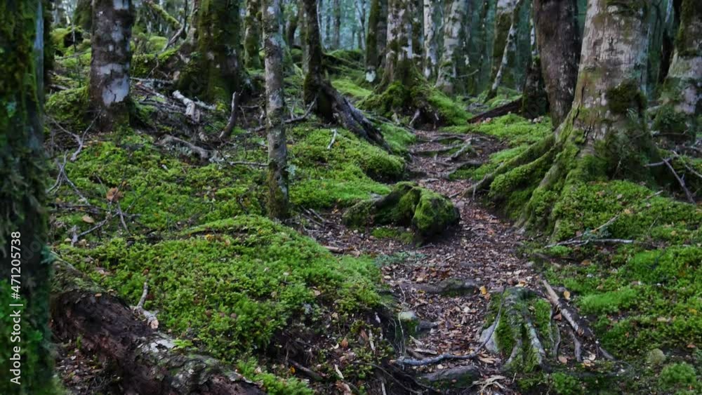 Slow panning shot of magical beech forest path with green moss and plants in dense jungle of Glacier Burn Track,New Zealand Slow panning shot of magical beech forest path with green moss and plants in dense jungle of Glacier Burn Track,New Zealand