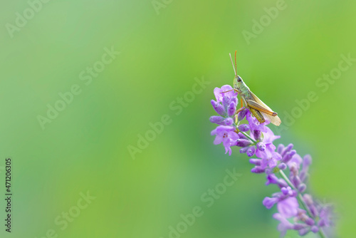 A grasshopper sits on a lavender and eats. Macro photography