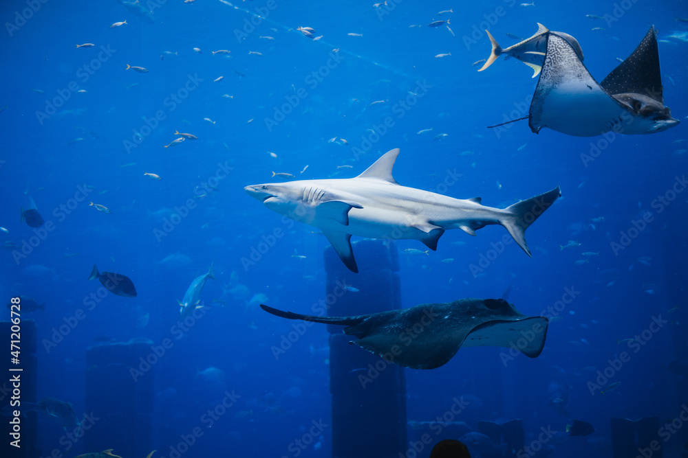 Obraz premium Underwater landscape with wildlife and shar, stingrays.Fish swimming in aquarium