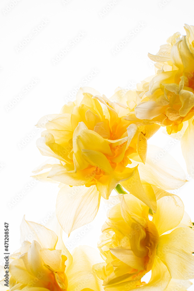 Fototapeta premium Daffodils in the glass vase