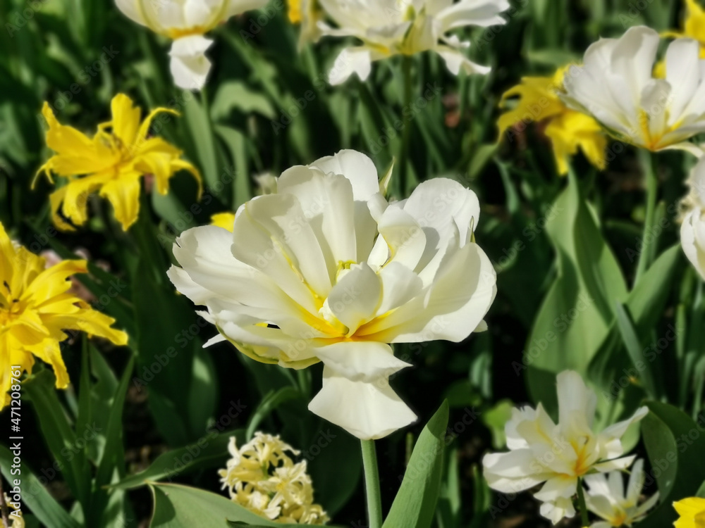White double tulips with a yellow center on a bed of yellow tulips. The festival of tulips on Elagin Island in St. Petersburg. White double tulips with a yellow center on a bed of yellow tulips. The festival of tulips on Elagin Island in St. Petersburg.