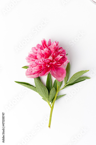 peony on  the white background