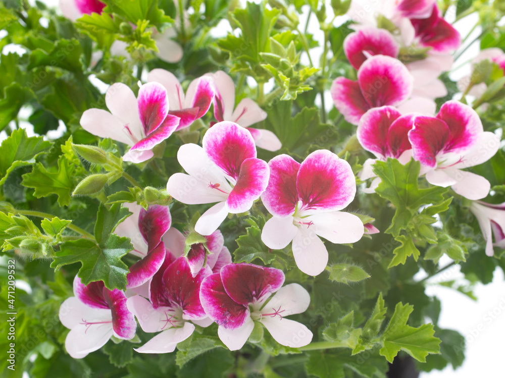 Obraz premium pelargonium crispum