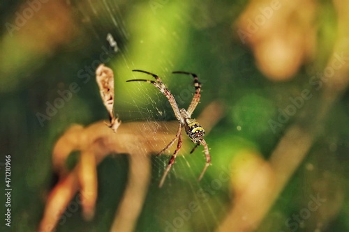 spider and web