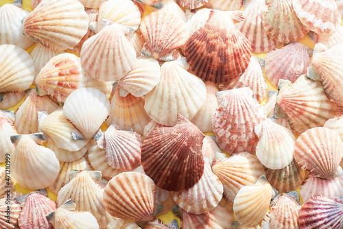 Mussels of seashells, summer and travel concept.