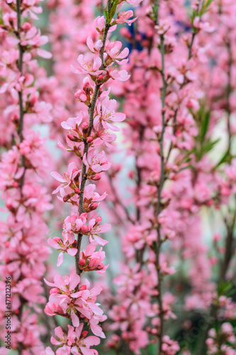 Flowers of blooming steppe almonds on stalks in nature
