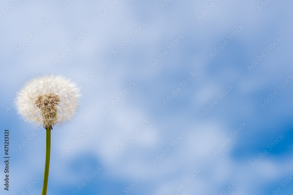 White dandelion on a background of blue sky (copy space).