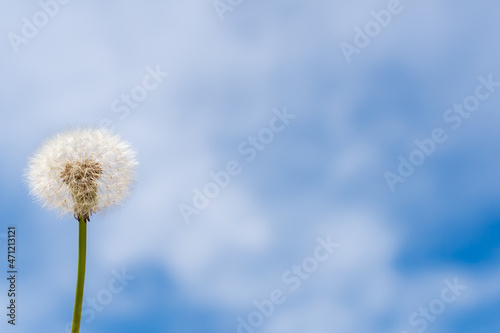 White dandelion on a background of blue sky  copy space .