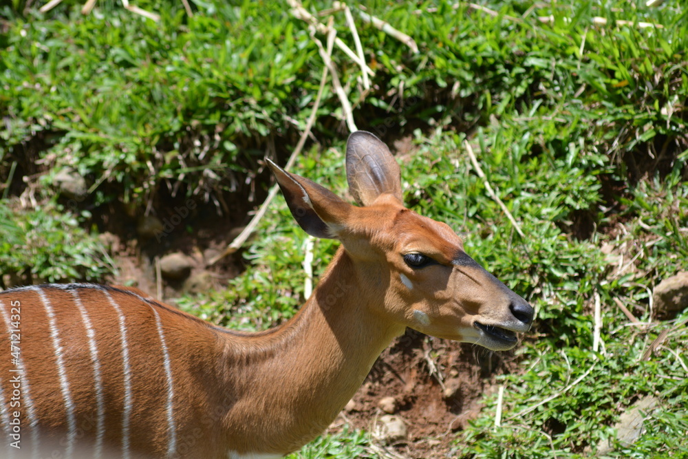 Tragelaphus spekii, The sitatunga or marshbuck is a swamp dwelling antelope and placed under the genus Tragelaphus, in the family Bovidae Tragelaphus spekii, The sitatunga or marshbuck is a swamp dwelling antelope and placed under the genus Tragelaphus, in the family Bovidae