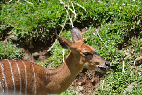 Tragelaphus spekii, The sitatunga or marshbuck is a swamp dwelling antelope and placed under the genus Tragelaphus, in the family Bovidae photo