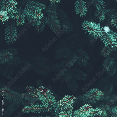 3D Fototapete Baum - Fototapete Beautiful Christmas Background with green pine tree brunch close up. Copy space, trendy moody dark toned design for seasonal quotes. Vintage December wallpaper. Natural winter holiday forest backdrop