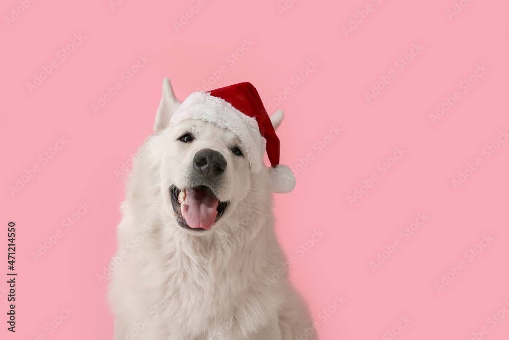 Cute white dog in Santa hat on color background