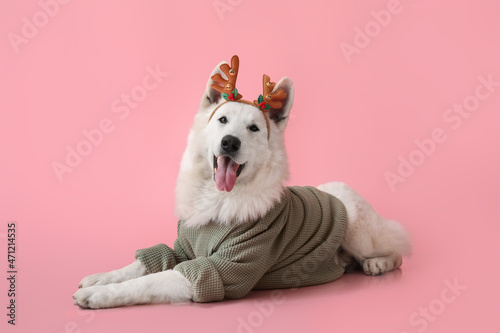 Cute dog in sweater on color background