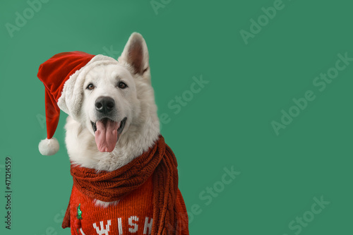 Cute white dog in Santa hat and sweater on color background