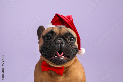 Cute French bulldog in Santa hat on color background © Pixel-Shot