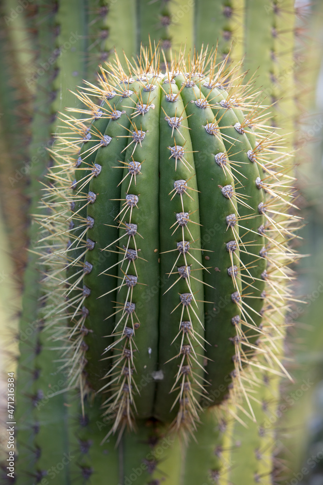 Close up of succulent green cactus at botanical garden Close up of succulent green cactus at botanical garden