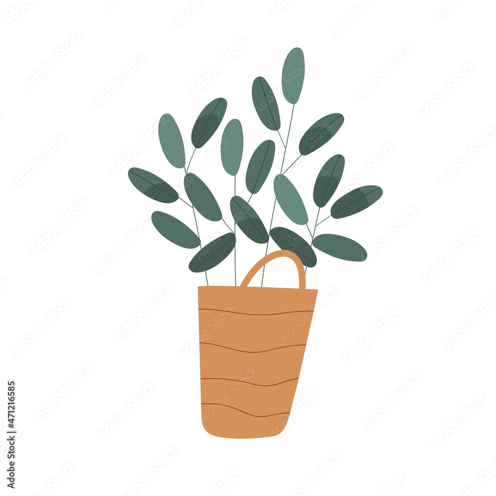 Obraz premium Foliage houseplant growing in wicker basket. Home plant with leaf in modern pot. Green leaves in flowerpot for trendy interior decoration. Flat vector illustration isolated on white background