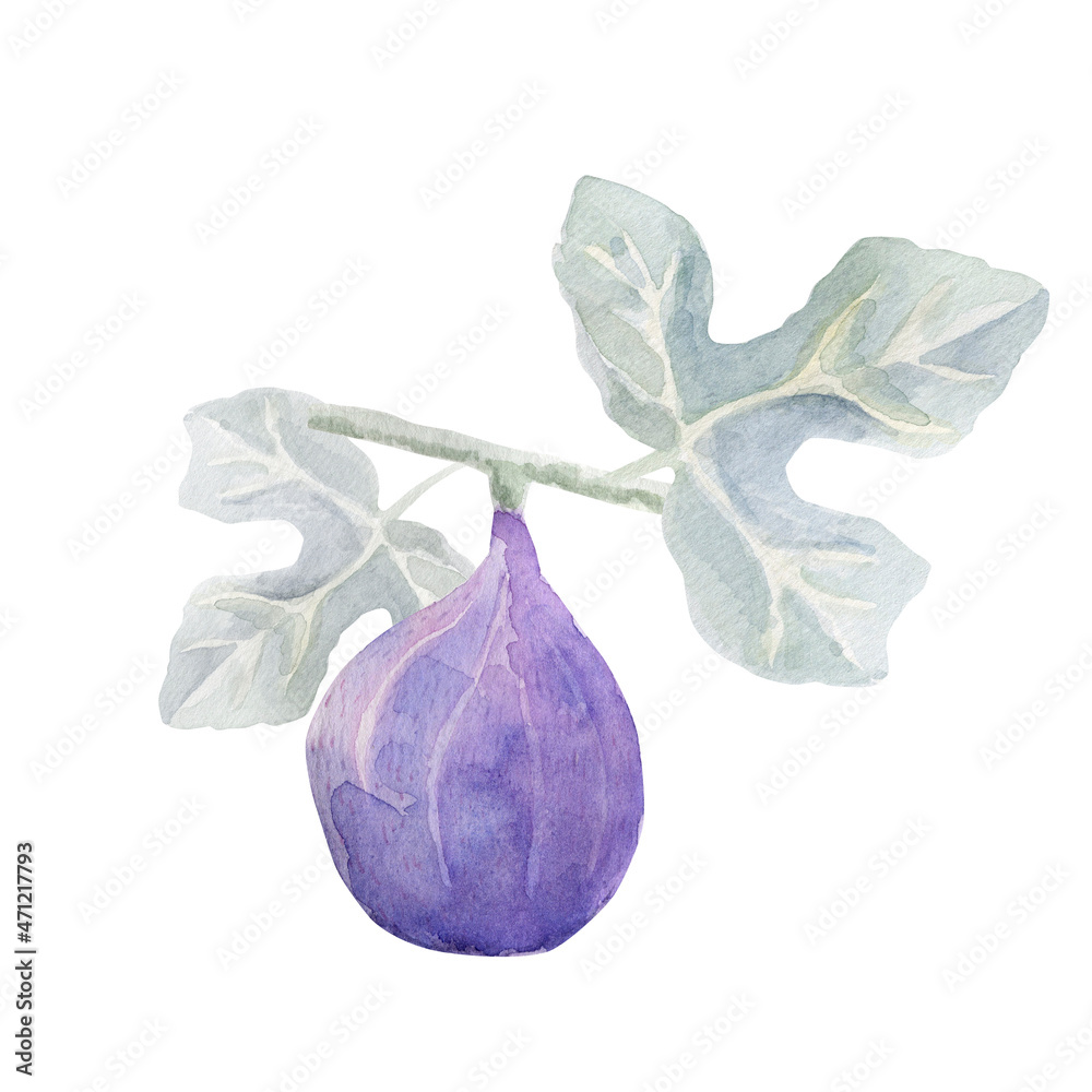 Naklejka premium Figs on a branch. Tropical fruit. Watercolor illustration.