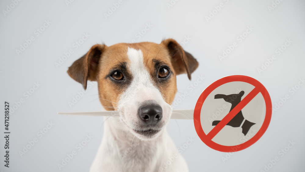 Dog jack russell terrier holding a sign dogs are not allowed on a white background. Dog jack russell terrier holding a sign dogs are not allowed on a white background.