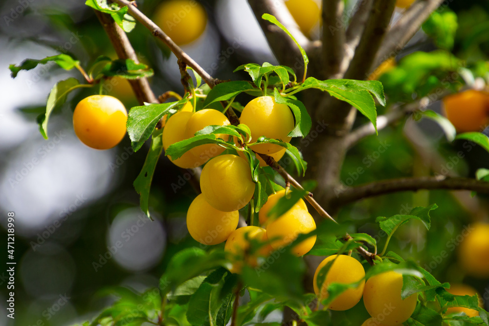 Close up of fresh yellow mirabelle plums fruit on a tree branch, also called Prunus domestica