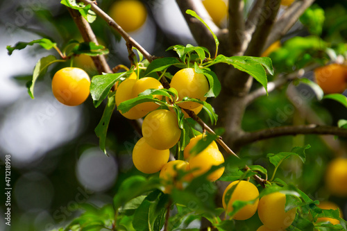 Close up of fresh yellow mirabelle plums fruit on a tree branch, also called Prunus domestica photo