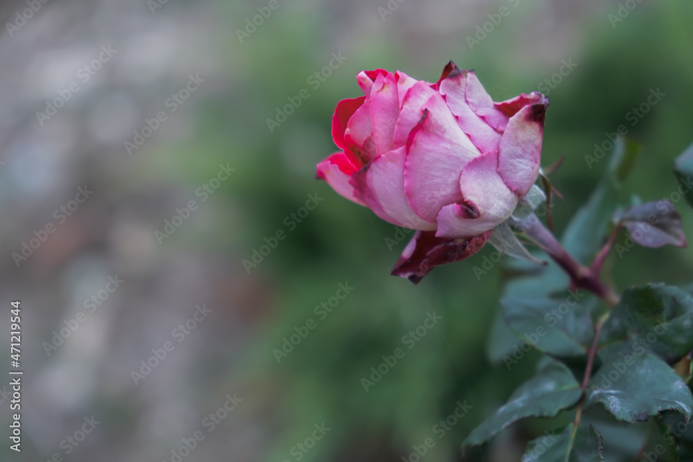 DelDelicate pastel roses close-up on a blurry garden background. Fragrant bush of pink roses. Natural floral background. Birthday card, wedding, Valentine's Day, Mother's Day. Soft focus, diffused lig