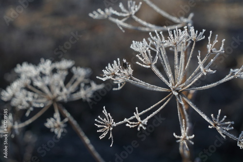 the first frost on dry plants  © taraskobryn