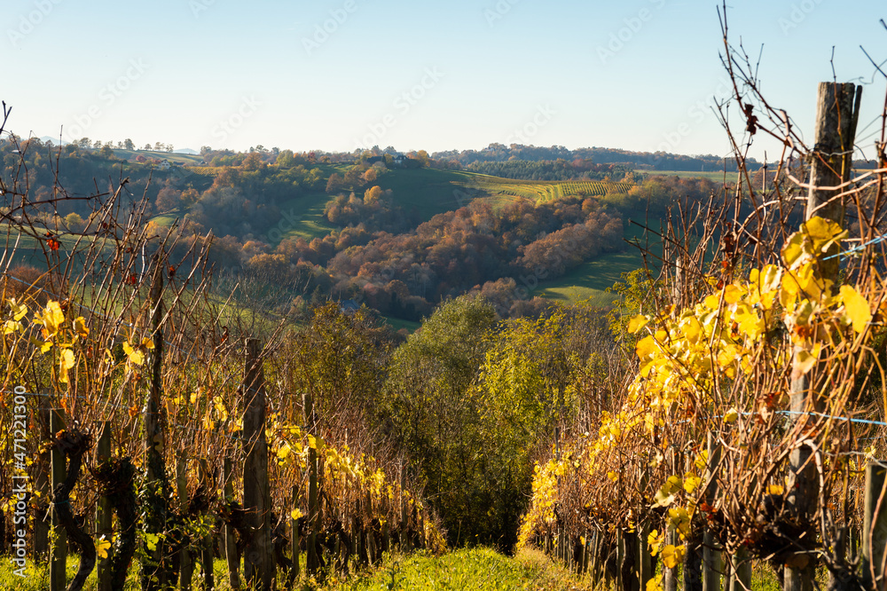 Fototapeta premium Panorama dans les vignobles en béarn