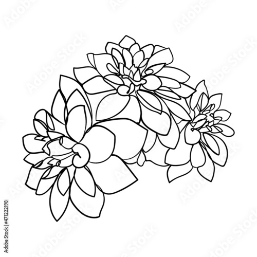 Drawn outline dahlia flowers isolated on a white background. Abstract minimal plants. - vector illustration.