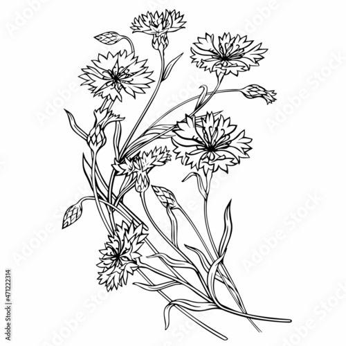 Field cornflowers. Contour flowers on a white background. Close-up. Vector graphics.