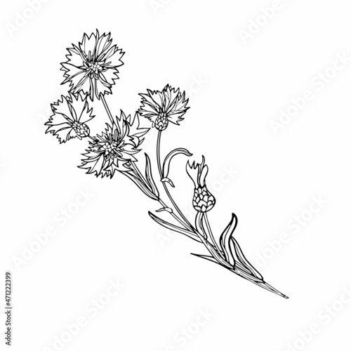 Field cornflowers. Contour flowers on a white background. Close-up. Vector graphics.