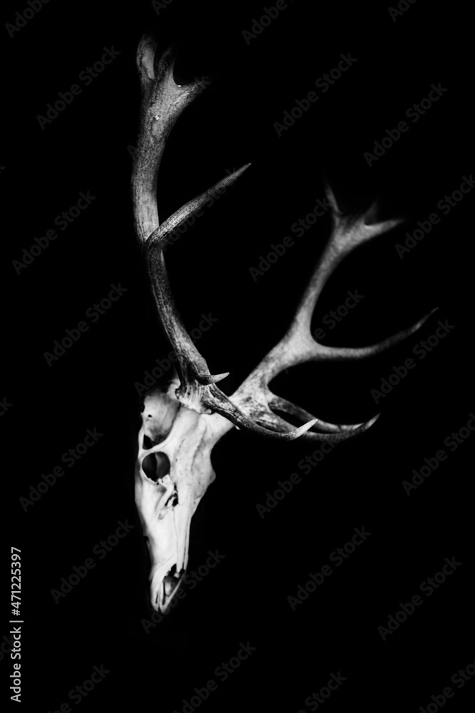 Fototapeta premium skull and bones