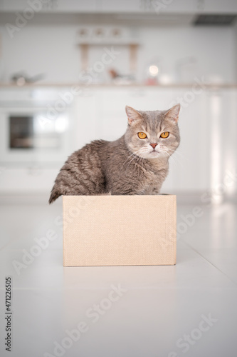 Fototapeta Naklejka Na Ścianę i Meble -  Cat sitting in a box