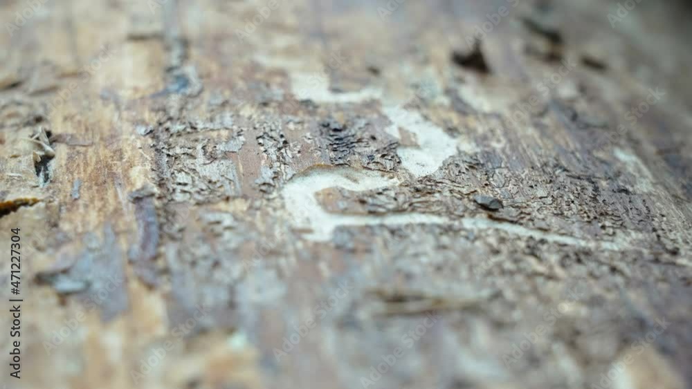 The rough skin of the tree logs in the pile as seen on a closer look in Estonia The rough skin of the tree logs in the pile as seen on a closer look in Estonia