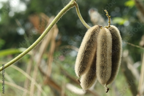 Mucuna pruriens DC. The most dangerous plant that causes itching in Thailand. photo