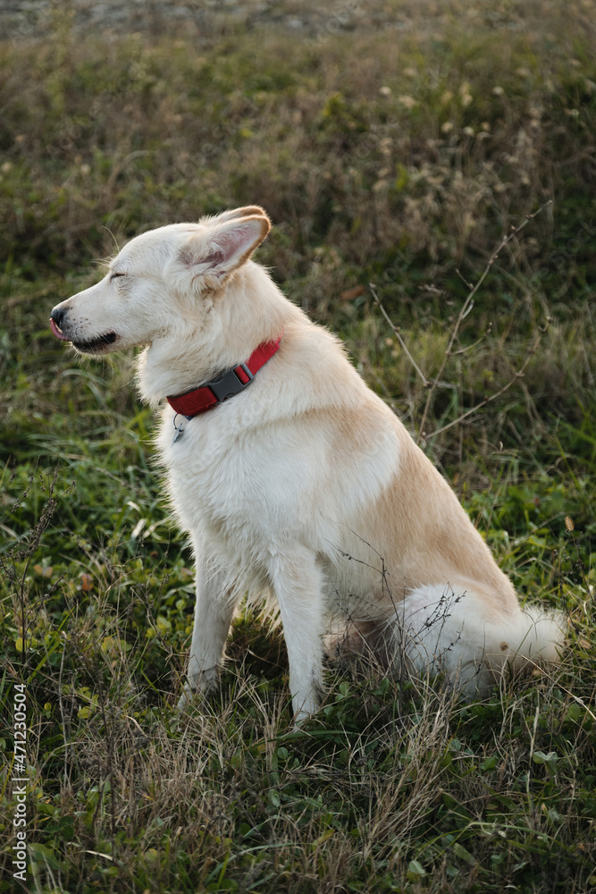 Kind domestic dog with red collar sits in green grass and licks nose with tongue. Cute young mongrel dog of white red color walks in nature. A half breed of white Swiss shepherd and husky.