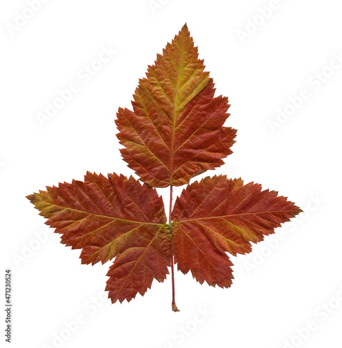 Beautiful autumn leaves on a white isolated background