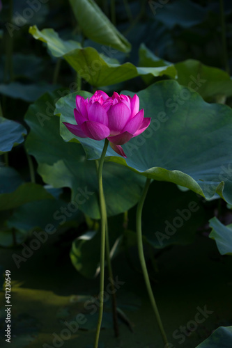 A purple lotus in full bloom in a lotus pond