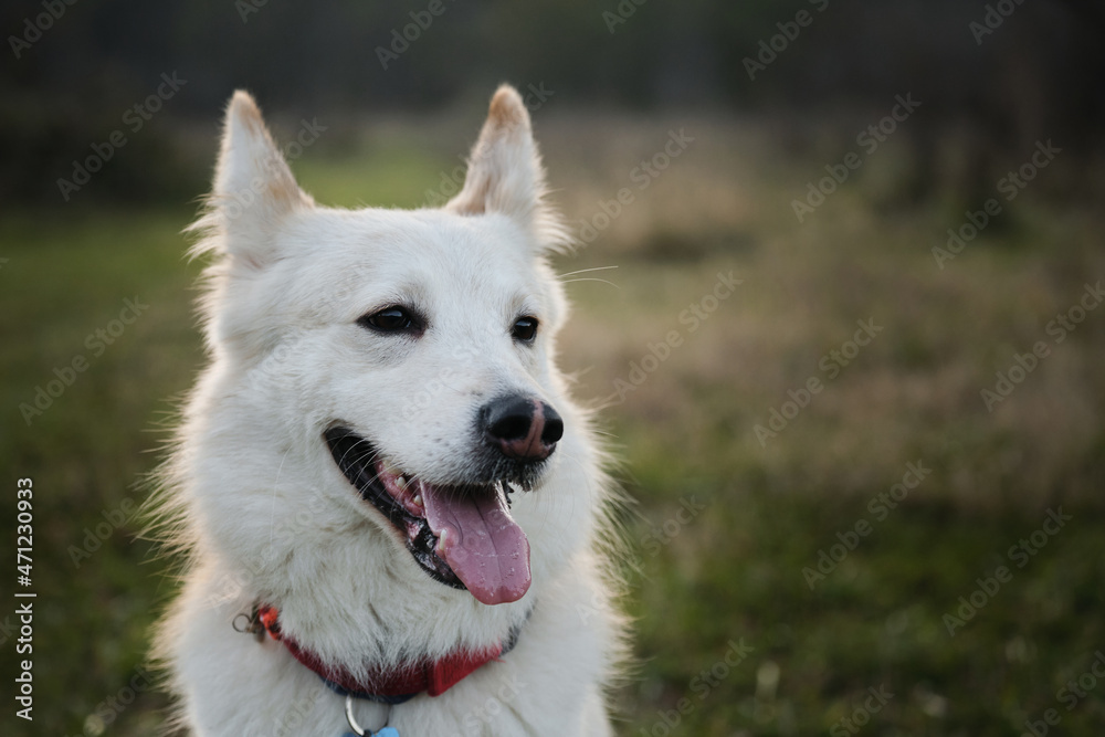 Kind house dog with red collar on background of green grass. Cute young mongrel dog of white red color portrait close up. Half breed of white Swiss shepherd and husky.