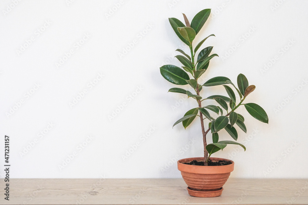 Ficus elastica. Pot with green houseplant for home. Ficus with juicy green leaves in ceramic brown pot on table on white background. Copy space.