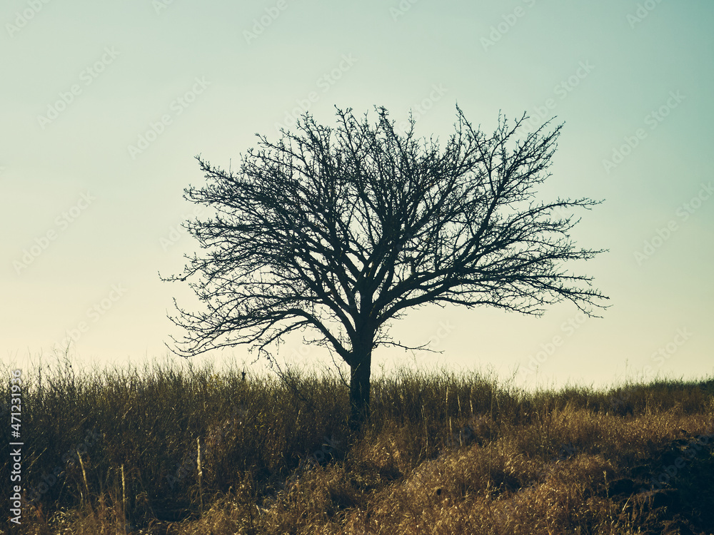 A lonely tree stands among wild grass, a clear autumn sky, dry grass around, the leaves of the tree have fallen, autumn mood
