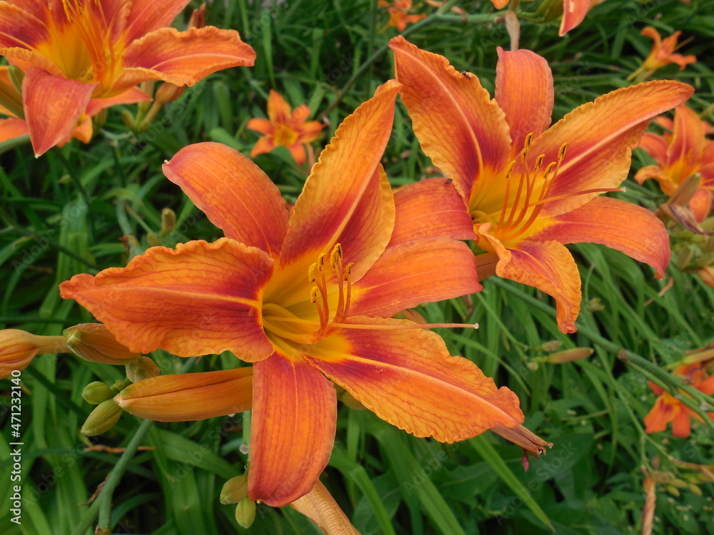 Bright flowering of orange daylily (Hemerocallis) against the background of drooping green leaves. Bright flowering of orange daylily (Hemerocallis) against the background of drooping green leaves.