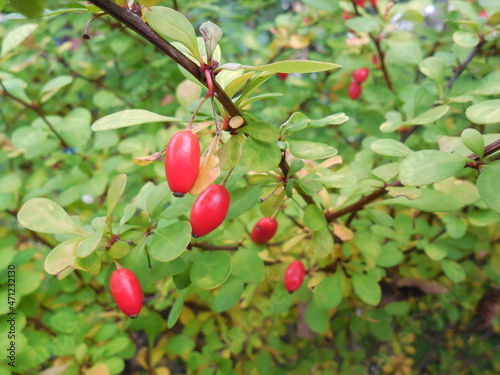 Bright red-coral barberry (Berberis) fruits on the background of greenery in the autumn garden.