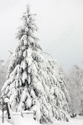 Christmas tree, the branches are covered with a thick layer of snow. The concept of snowfall, snow storm, precipitation, weather forecast, winter landscape, new year, Christmas. vertical snapshot.