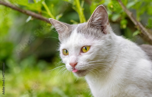 Young white cat close up in the spring garden