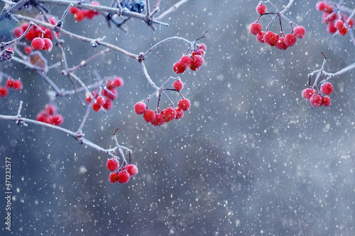 Viburnum bush with frost-covered red berries and branches during a snowfall