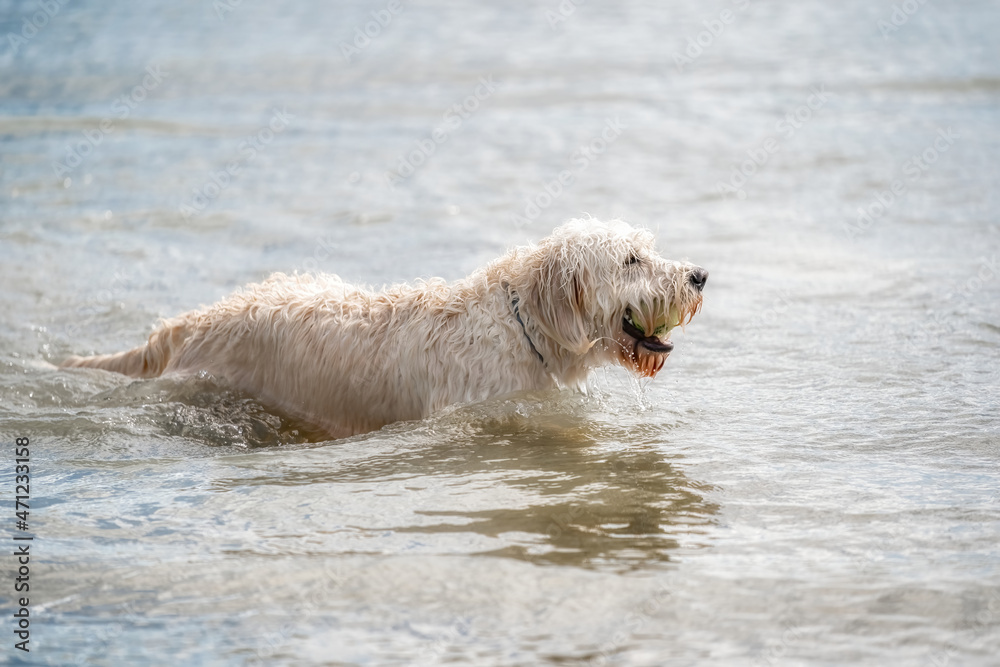 Labradoodle dog playing in a lake. White dog swims in the water.Yellow ball in its mouth Labradoodle dog playing in a lake. White dog swims in the water.Yellow ball in its mouth