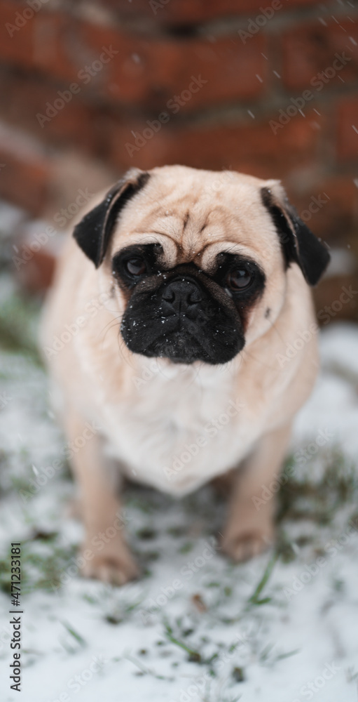 Pies, mops na śniegu