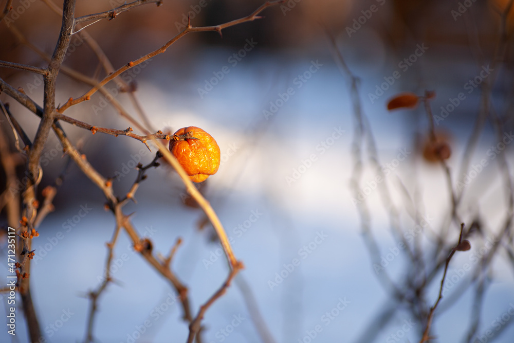 Close-up of fruit on branch. Old apple hanging on thin branch without leaves in winter on background of white snow in forest.