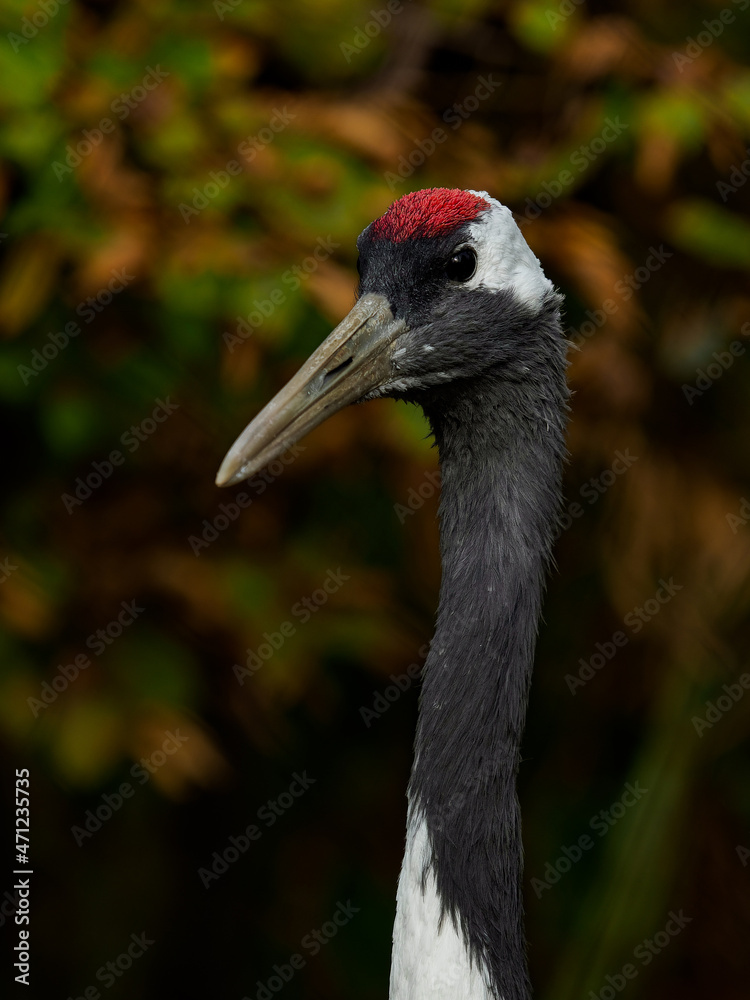Red-crowned crane, head, detail, closeup portrait